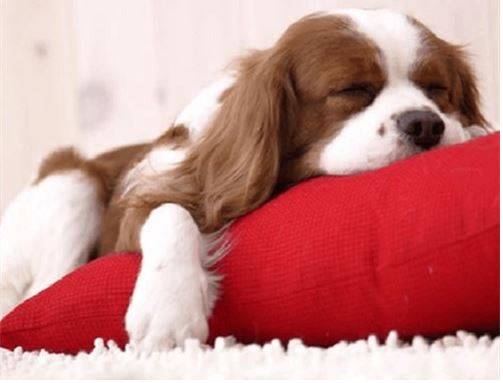 狗狗感冒吃啥消炎药好得快 狗狗感冒吃啥消炎药好得快