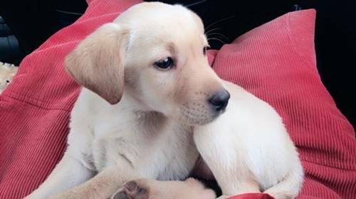 幼狗发生发寒、打喷涕的状况,2个月拉布拉多感冒的症状 幼狗发生发寒、打喷涕的状况,2个月拉布拉多感冒的症状