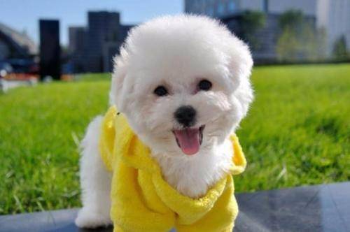 比熊就非常容易受凉,比熊感冒了如何照料它 比熊就非常容易受凉,比熊感冒了如何照料它