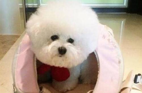 比熊就非常容易受凉,比熊感冒了如何照料它 比熊就非常容易受凉,比熊感冒了如何照料它