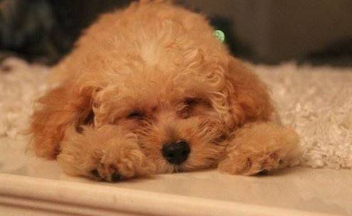 泰迪感冒不进食该怎么办 泰迪感冒不进食该怎么办