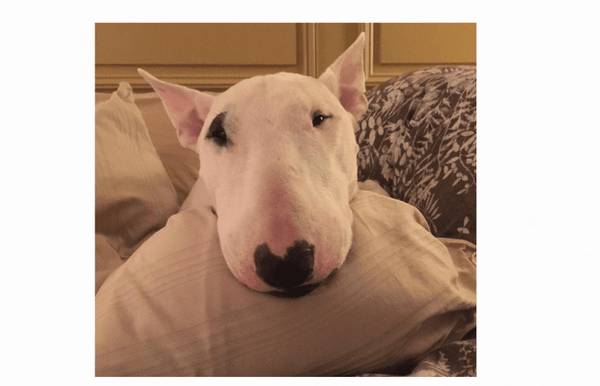 狗感冒吃什么药? 狗感冒吃什么药?