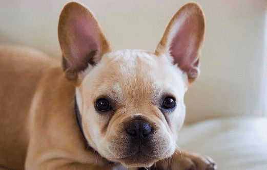 狗感冒吃什么药? 狗感冒吃什么药?