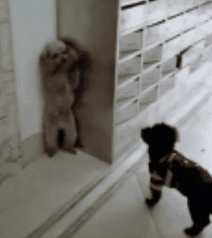 汇总“最喜欢找麻烦”的5种小狗,主人家在身旁就天不怕地不害怕 汇总“最喜欢找麻烦”的5种小狗,主人家在身旁就天不怕地不害怕