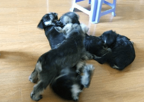 汇总“最喜欢找麻烦”的5种小狗,主人家在身旁就天不怕地不害怕 汇总“最喜欢找麻烦”的5种小狗,主人家在身旁就天不怕地不害怕