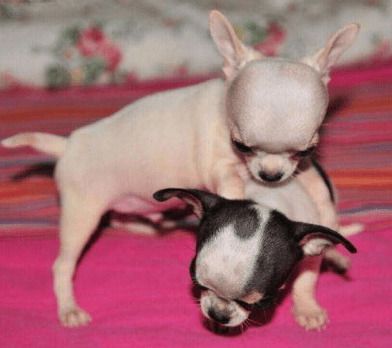 汇总“最喜欢找麻烦”的5种小狗,主人家在身旁就天不怕地不害怕 汇总“最喜欢找麻烦”的5种小狗,主人家在身旁就天不怕地不害怕