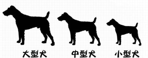 怎样去选择一只小狗狗? 怎样去选择一只小狗狗?