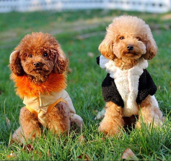 怎么知道贵宾犬是否纯种?重要看这五个地区 怎么知道贵宾犬是否纯种?重要看这五个地区