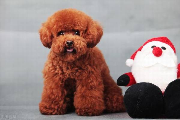 怎么知道贵宾犬是否纯种?重要看这五个地区 怎么知道贵宾犬是否纯种?重要看这五个地区