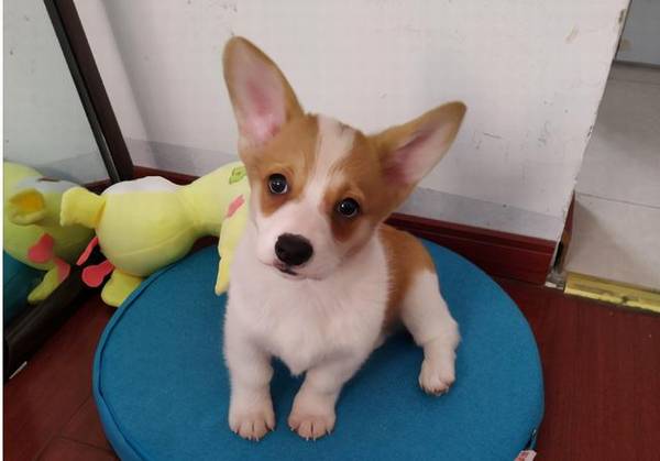 “非纯种”柯基和“串串”柯基,有什么不同? “非纯种”柯基和“串串”柯基,有什么不同?