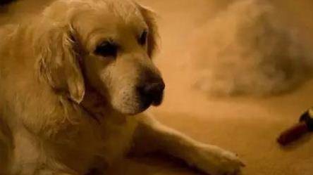 买狗的情况下多说4句话,不会被坑,也不会曝露你的原意 买狗的情况下多说4句话,不会被坑,也不会曝露你的原意