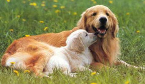 买狗的情况下多说4句话,不会被坑,也不会曝露你的原意 买狗的情况下多说4句话,不会被坑,也不会曝露你的原意