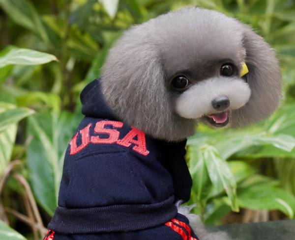 看泰迪这6个地区,就能挑到最好是的那只 看泰迪这6个地区,就能挑到最好是的那只