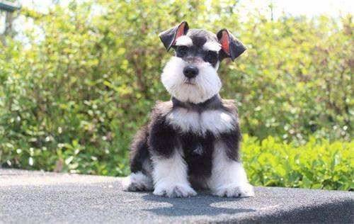 雪纳瑞幼犬怎样选?挑选雪纳瑞幼犬的关键环节! 雪纳瑞幼犬怎样选?挑选雪纳瑞幼犬的关键环节!