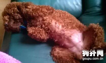 【狗狗产后护理】如何给分别分娩后的母犬提供帮助 【狗狗产后护理】如何给分别分娩后的母犬提供帮助