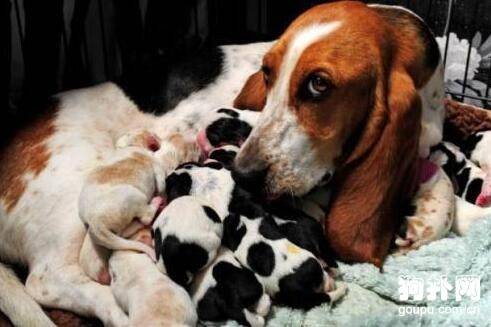 【狗狗产后护理】如何给分别分娩后的母犬提供帮助 【狗狗产后护理】如何给分别分娩后的母犬提供帮助