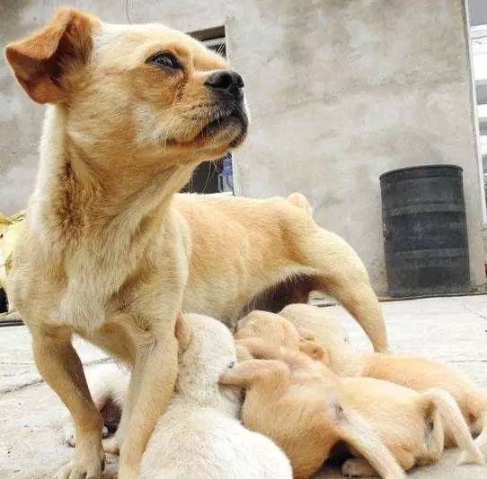 狗子生了崽以后,新添了咬手的问题!这一锅才不应当狗子背! 狗子生了崽以后,新添了咬手的问题!这一锅才不应当狗子背!