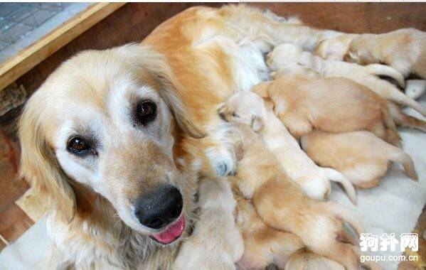 【狗狗产后护理】狗狗产后疾病预防 【狗狗产后护理】狗狗产后疾病预防