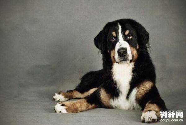 狗狗的产后如何护理 狗狗的产后如何护理