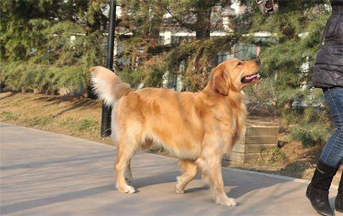 犬生完孩子钙的缺失怎么会喘,为何母犬生完孩子钙的缺失会喘 犬生完孩子钙的缺失怎么会喘,为何母犬生完孩子钙的缺失会喘