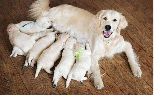 产后狗狗补钙最好是的方式是啥 产后狗狗补钙最好是的方式是啥