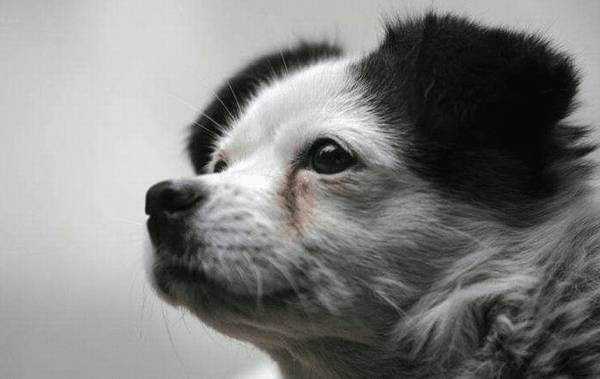 狗绝育应该注意什么 狗绝育应该注意什么