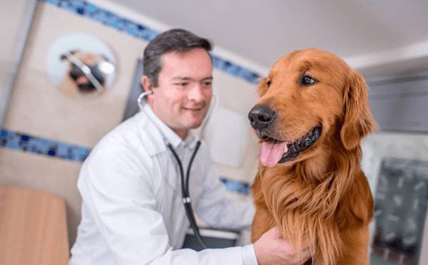 狗绝育应该注意什么 狗绝育应该注意什么