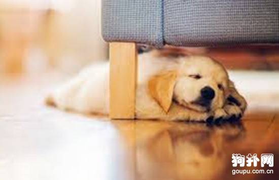 【幼犬喂养】新生幼犬的起居护理 【幼犬喂养】新生幼犬的起居护理