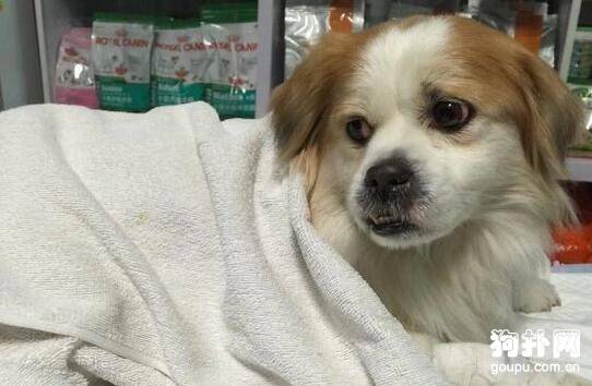 狗狗发情怎么办?怎样应对发情期的狗狗? 狗狗发情怎么办?怎样应对发情期的狗狗?