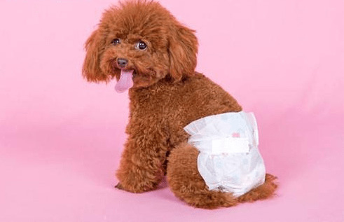 【养宠物心得分享】母泰迪绝育还会经期吗,泰迪母犬做绝育好么 【养宠物心得分享】母泰迪绝育还会经期吗,泰迪母犬做绝育好么