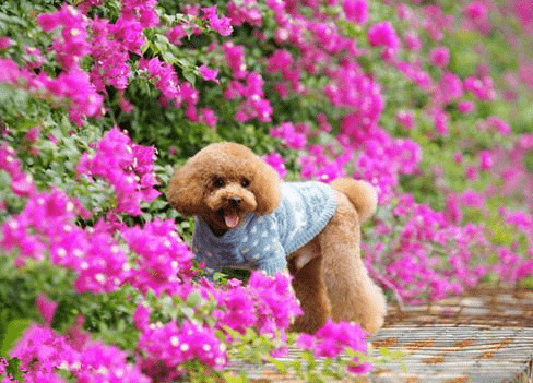 【养宠物心得分享】母泰迪绝育还会经期吗,泰迪母犬做绝育好么 【养宠物心得分享】母泰迪绝育还会经期吗,泰迪母犬做绝育好么