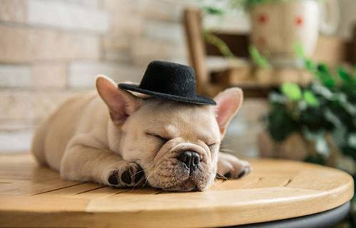 法国斗牛犬绝育,法国斗牛犬绝育年纪 法国斗牛犬绝育,法国斗牛犬绝育年纪