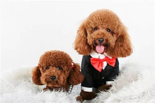 ֹ̩֢״ֹ̩ͻȻƢô