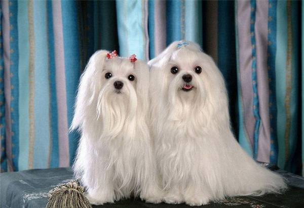 给宠物配种时,到底应当留意些什么问题? 给宠物配种时,到底应当留意些什么问题?