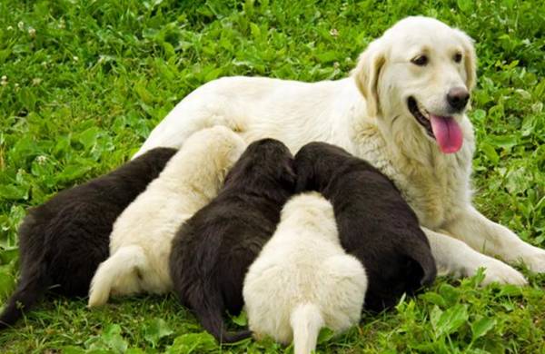 在狗狗怀孕期内,大家应当如何照料? 在狗狗怀孕期内,大家应当如何照料?