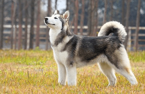 孕期的金毛补钙吃什么好,孕期金毛怎么补钙 孕期的金毛补钙吃什么好,孕期金毛怎么补钙