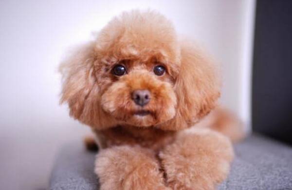 小泰迪母狗好多年不孕症是怎么回事?有可能是这类原因造成的! 小泰迪母狗好多年不孕症是怎么回事?有可能是这类原因造成的!