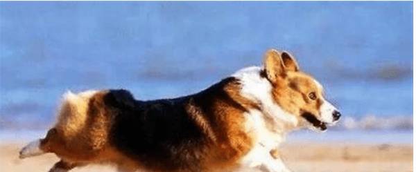 当狗狗怀孕了,奉劝请别做这种事,以防造成 狗狗流产! 当狗狗怀孕了,奉劝请别做这种事,以防造成 狗狗流产!