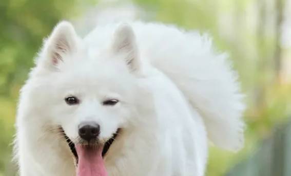 适合男生养的狗狗有什么?看看这七种 适合男生养的狗狗有什么?看看这七种