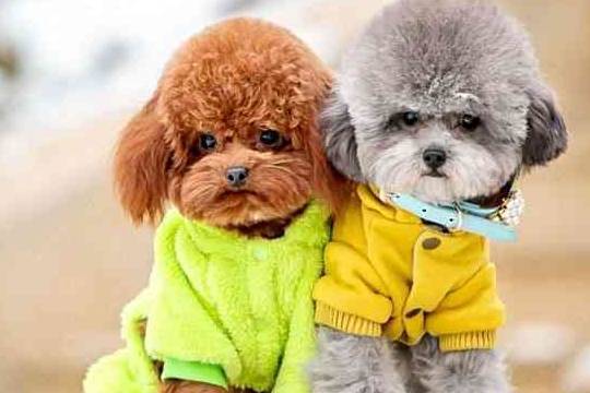 全球最聪明的狗狗,第一名你绝对想不到,第三名看了想打人 全球最聪明的狗狗,第一名你绝对想不到,第三名看了想打人