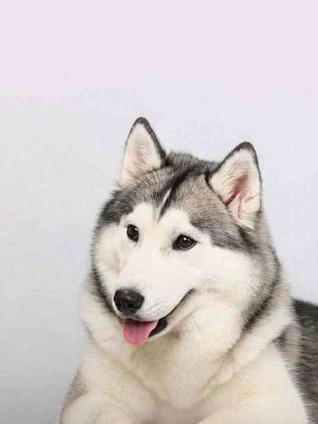 全球最聪明的狗狗,第一名你绝对想不到,第三名看了想打人 全球最聪明的狗狗,第一名你绝对想不到,第三名看了想打人