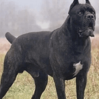 非是全部狗狗都温婉,全球三大禁养犬,可以单杀虎! 非是全部狗狗都温婉,全球三大禁养犬,可以单杀虎!