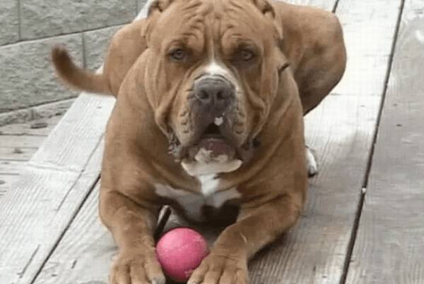 非是全部狗狗都温婉,全球三大禁养犬,可以单杀虎! 非是全部狗狗都温婉,全球三大禁养犬,可以单杀虎!