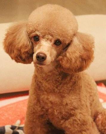 长命的狗狗都有哪些? 长命的狗狗都有哪些?