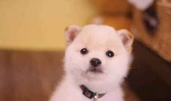 纯白柴犬价钱为什么这么低? 纯白柴犬价钱为什么这么低?