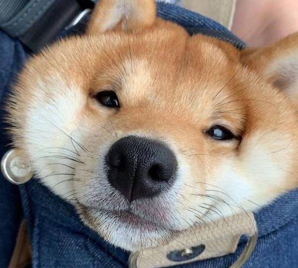 柴犬的形态特征柴犬竟有如此的独特之处 柴犬的形态特征柴犬竟有如此的独特之处