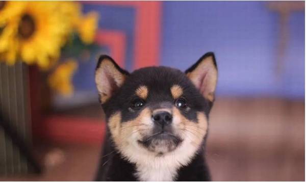 柴犬哪里买啊?哪些地方买柴犬可靠? 柴犬哪里买啊?哪些地方买柴犬可靠?