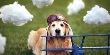 长命的狗狗都有哪些? 长命的狗狗都有哪些?