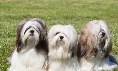 长命的狗狗都有哪些? 长命的狗狗都有哪些?