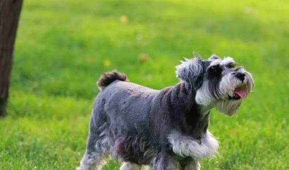 雪纳瑞是什么样的狗狗?优缺点分析,看完你会养吗? 雪纳瑞是什么样的狗狗?优缺点分析,看完你会养吗?